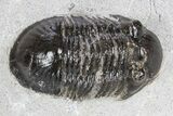Bargain, Paralejurus Trilobite Fossil - Ofaten, Morocco #341189-1